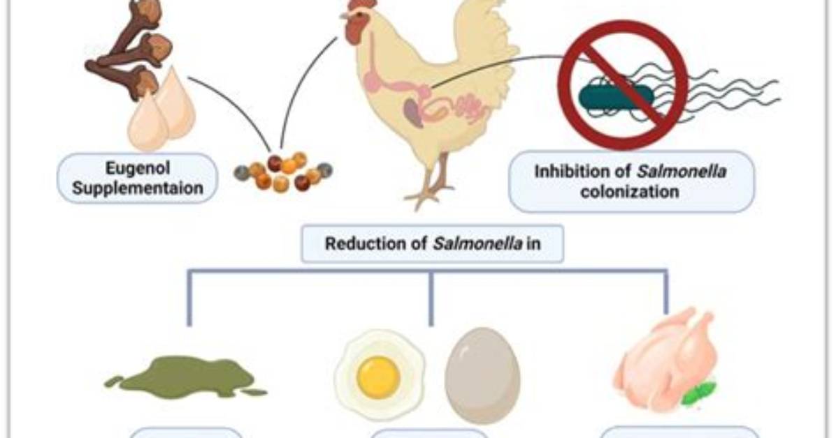 What Does Salmonella Enteritidis Need to Thrive?