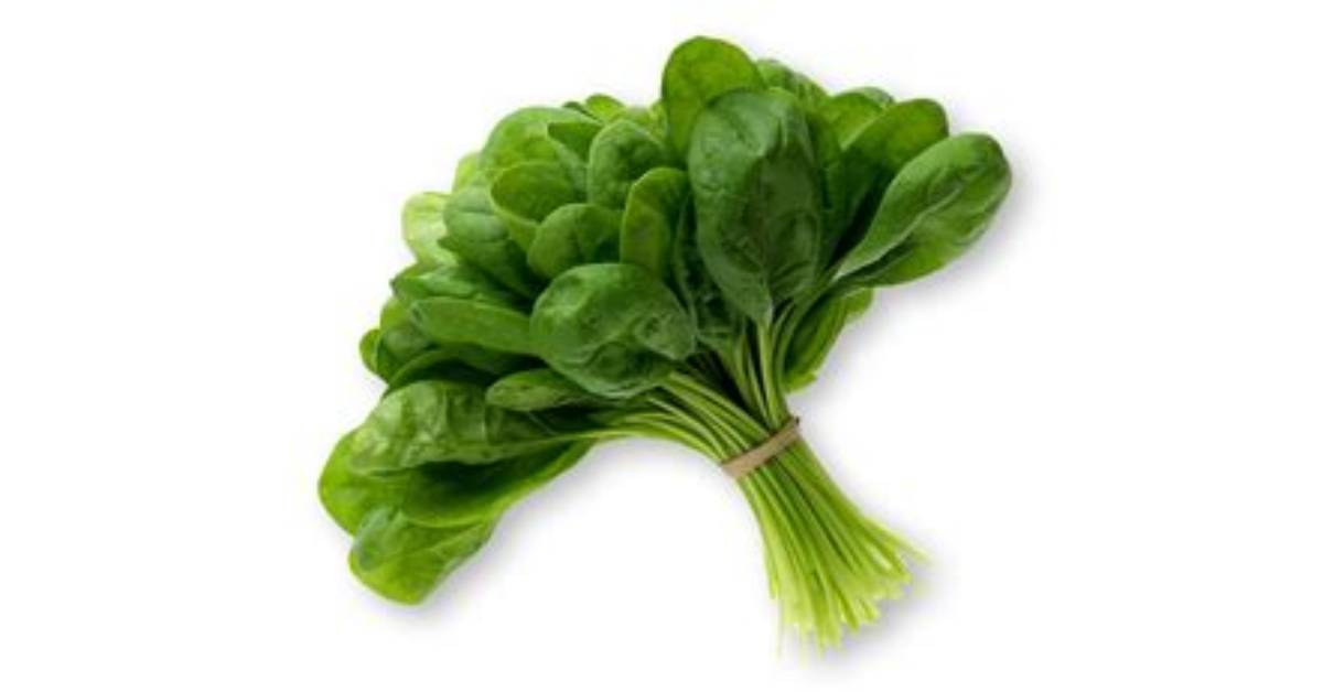 What Does Savoyed Spinach Mean?