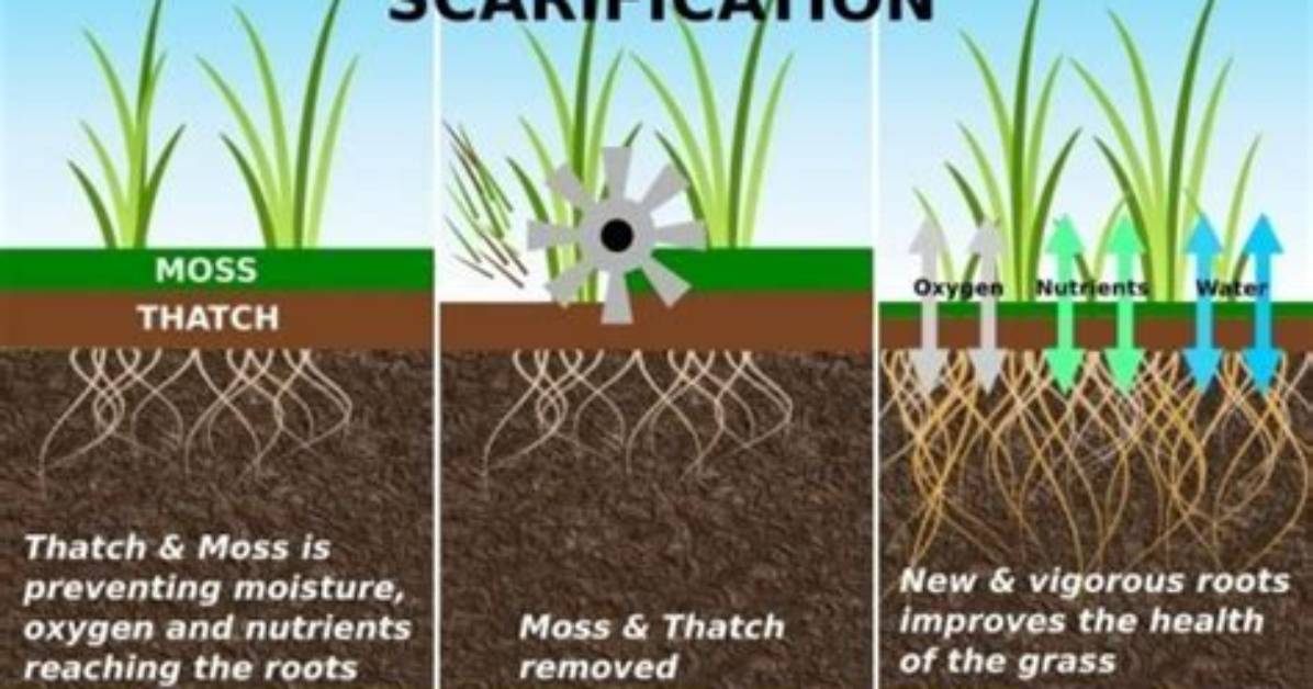 What Does Scarify a Lawn Mean?