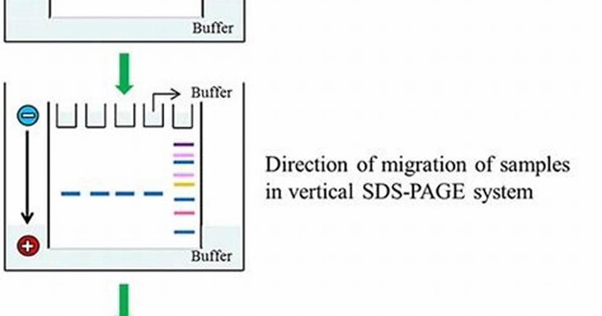 What Does Sds Page Separate By