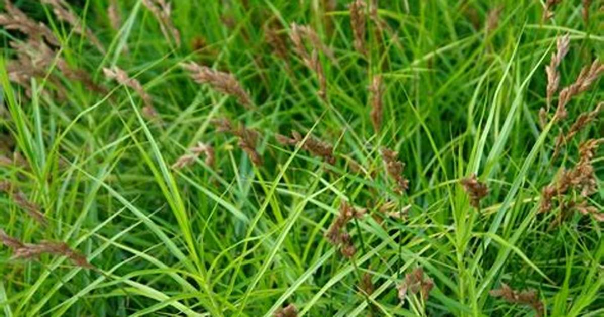 What Does Sedge Mean?