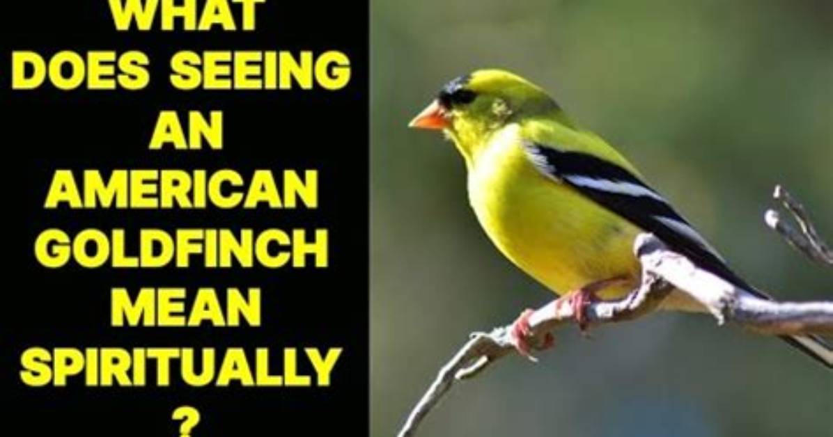 What Does Seeing a Goldfinch Mean