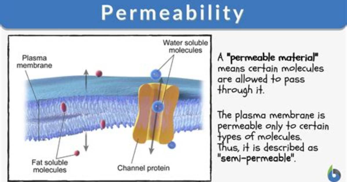 What Does Semi Permeability Means?