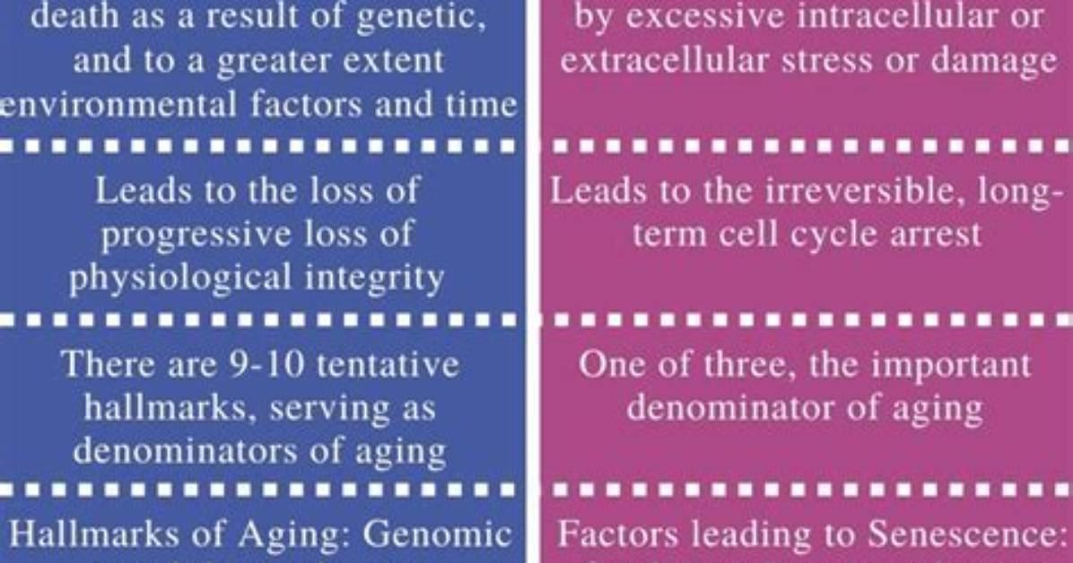 What Does Senescence Mean?