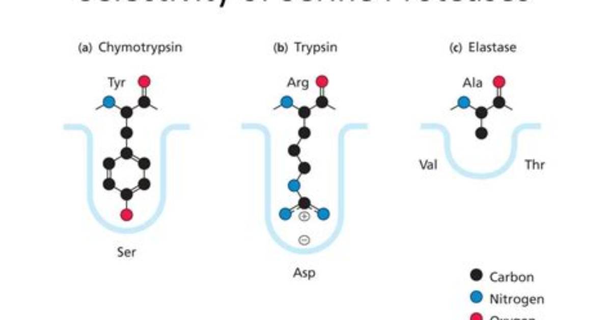 What Does Serine Protease Do?