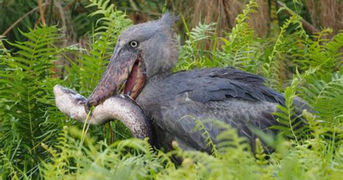 What Does Shoebills Eat?