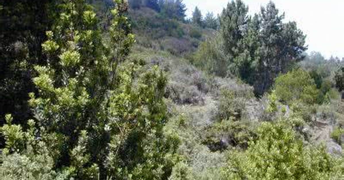 What Does Shrubland Mean