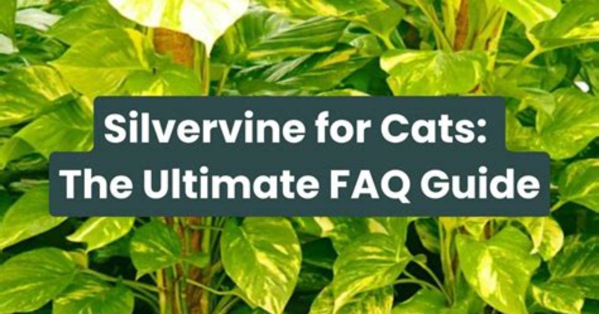 What Does Silvervine Do to Cats?