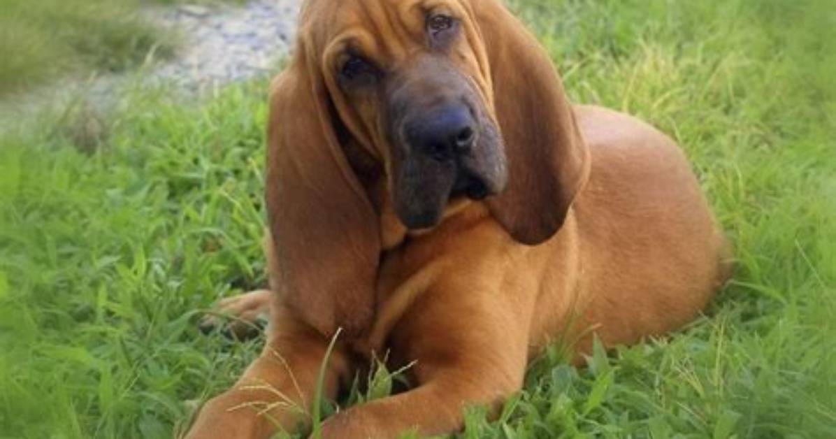 What Does Slatra Meaning Bloodhound?