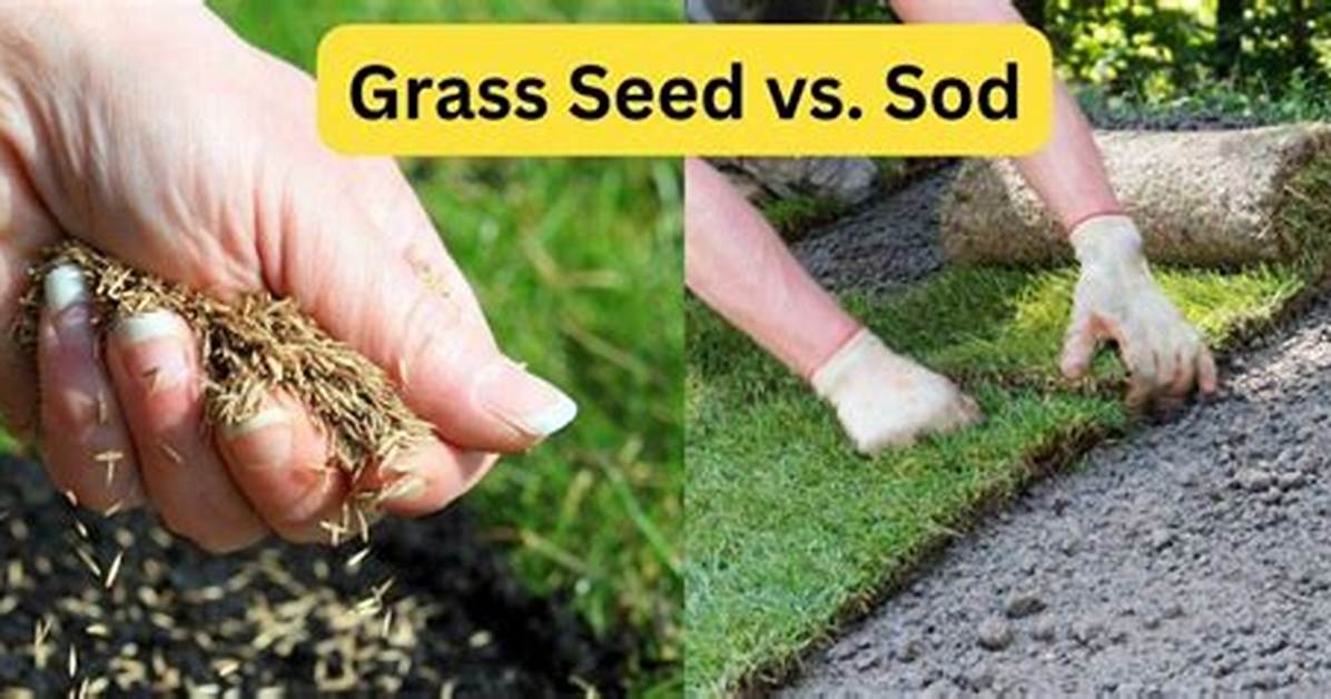 What Does Sod Do for Grass
