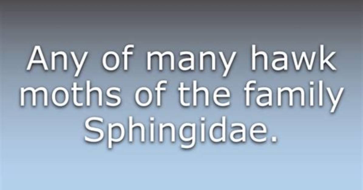 What Does Sphingid Mean?
