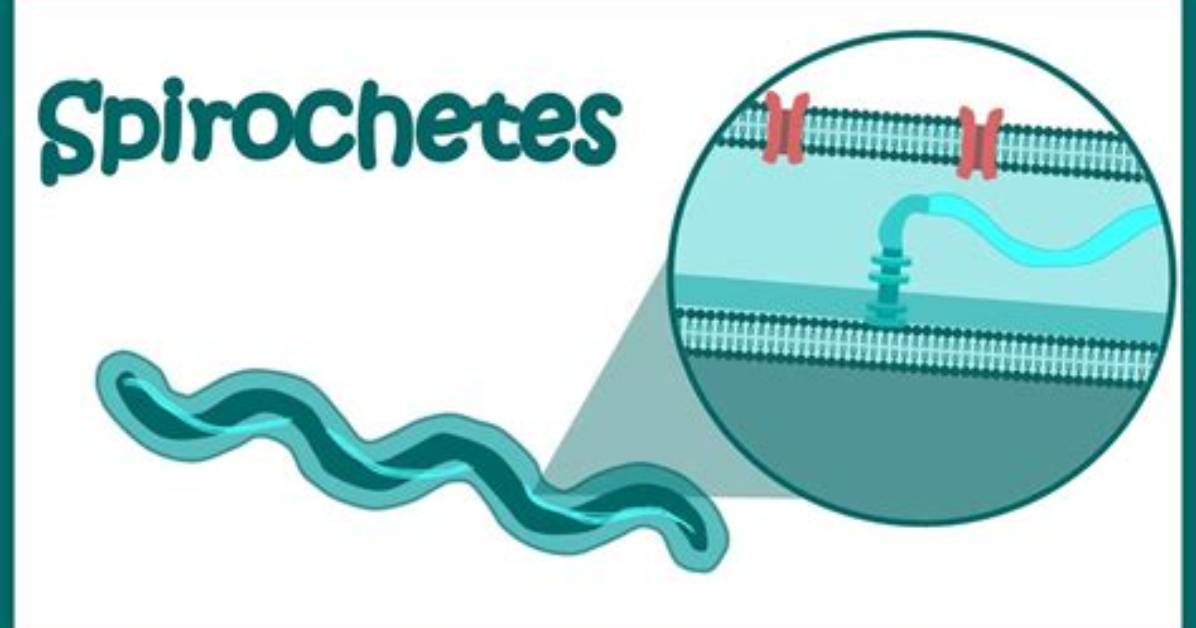 What Does Spirochetal Mean?