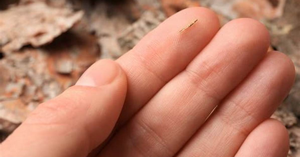 What Does Splinters Mean?