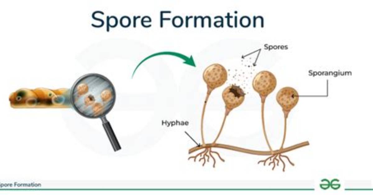 What Does Spores Mean?