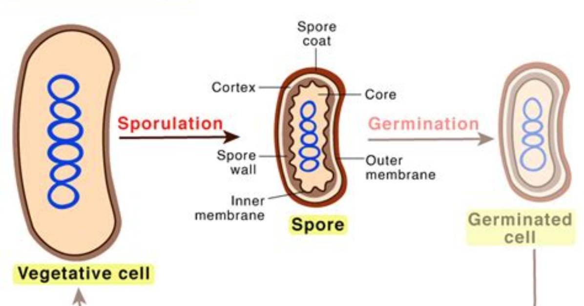 What Does Sporulation Mean?