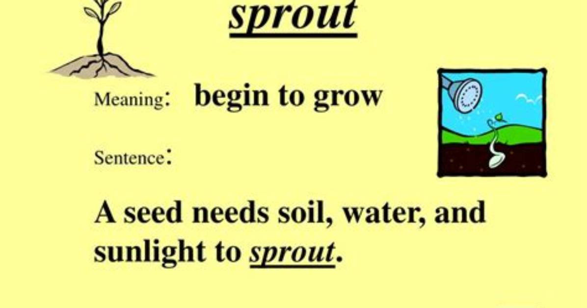 What Does Sprout Mean