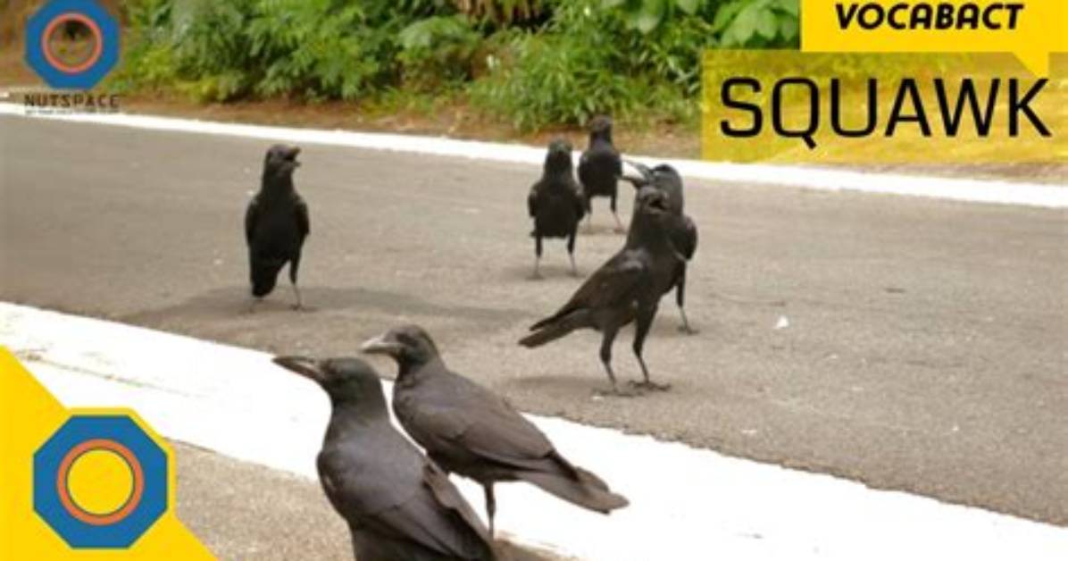 What Does Squawk Stand for?