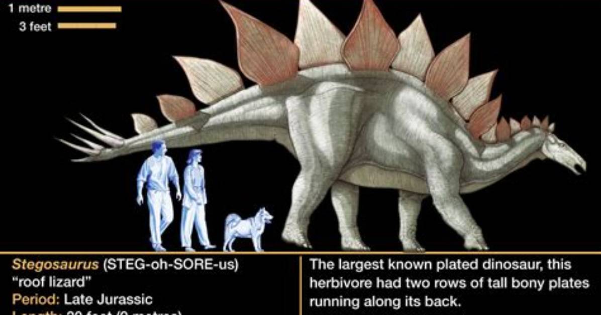 What Does Stegosaurus Mean?