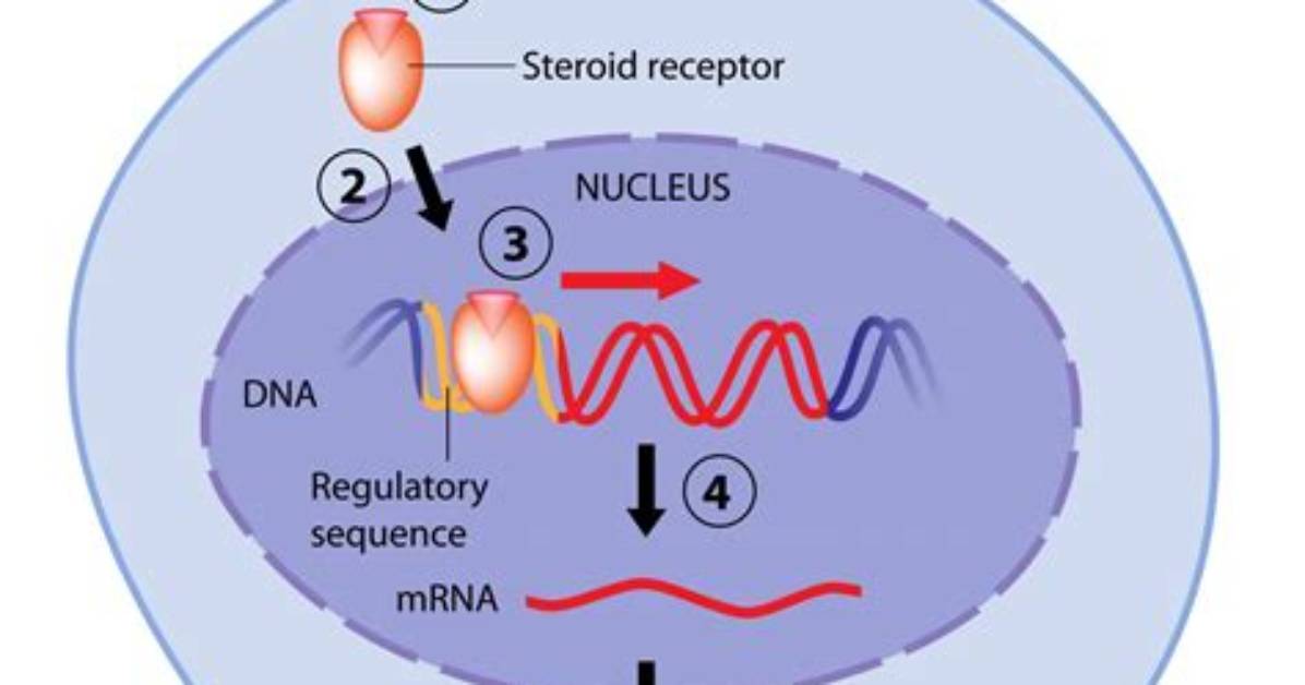 What Does Steroid Mean?