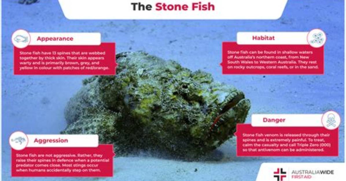What Does Stonefish Eat?
