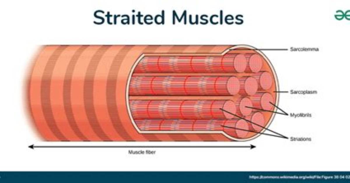 What Does Striated Mean in Science