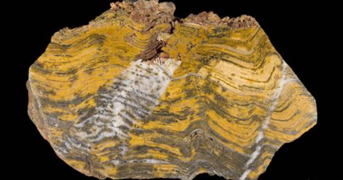 What Does Stromatolite Mean?