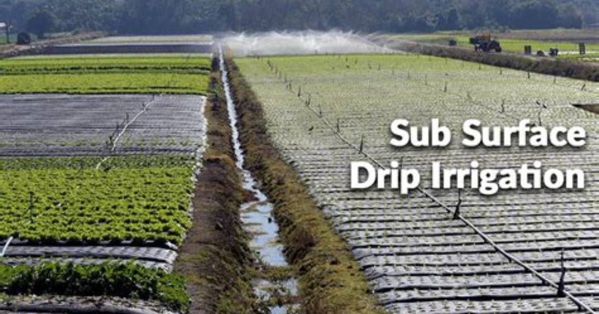 What Does Subirrigation Mean?