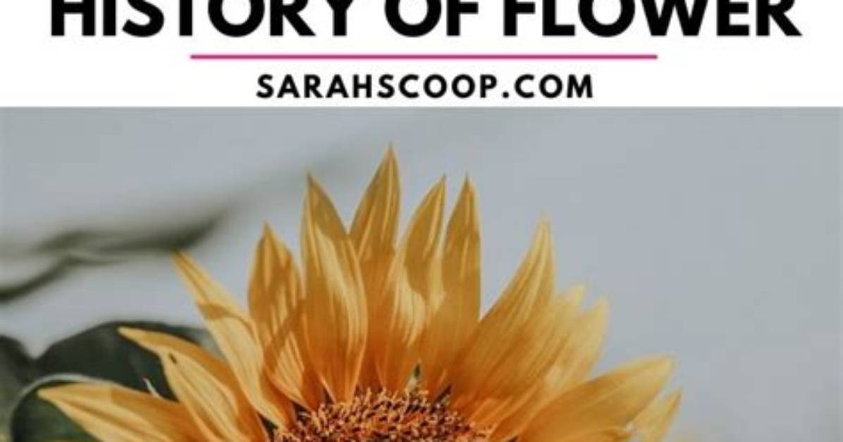 What Does Sunflower Mean?
