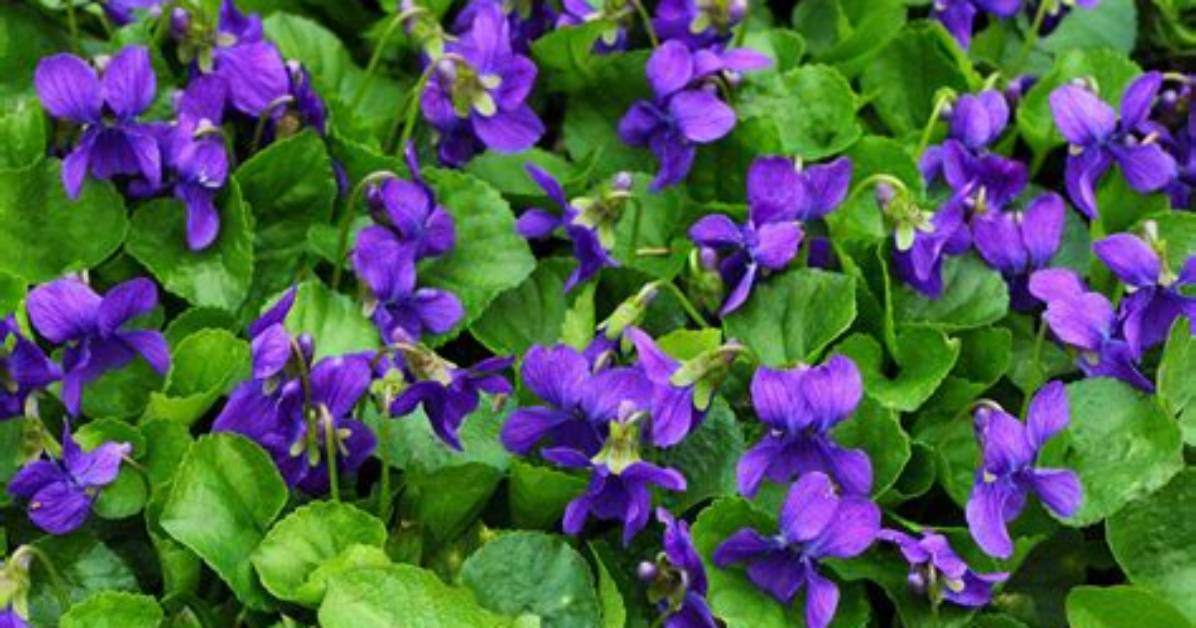What Does Sweet Violet?
