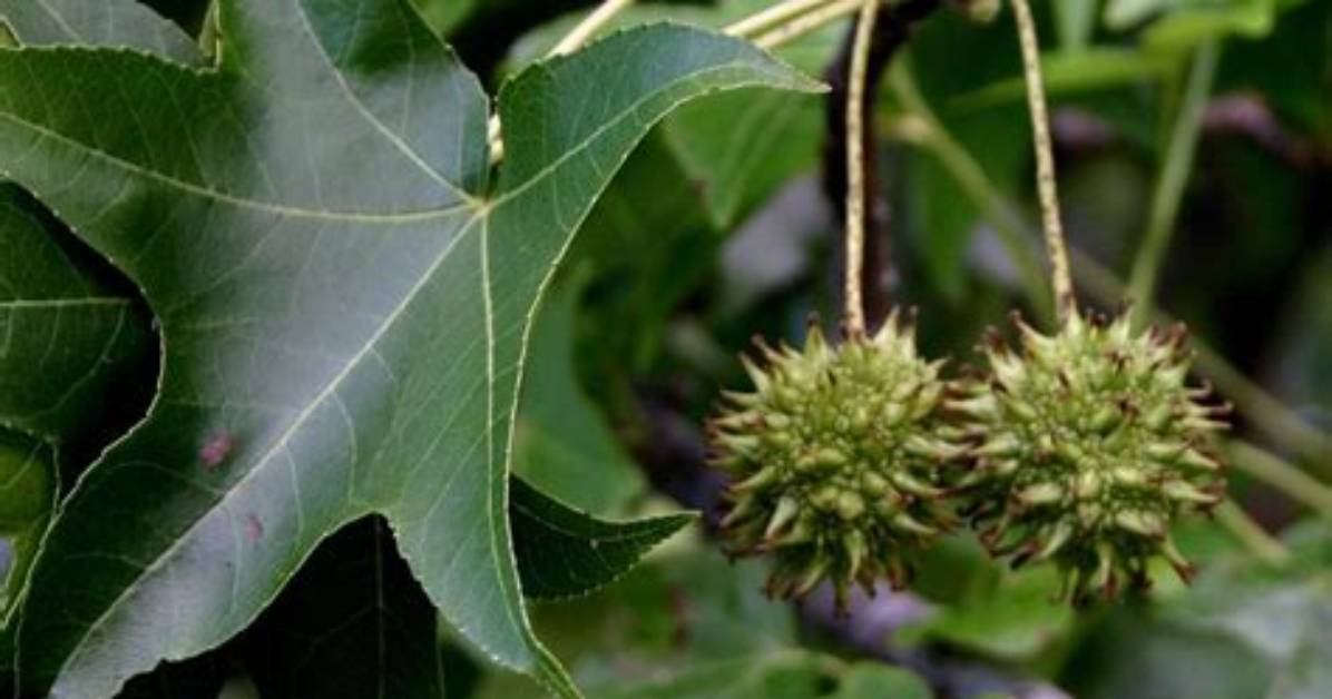 What Does Sweetgum Tree Look Like