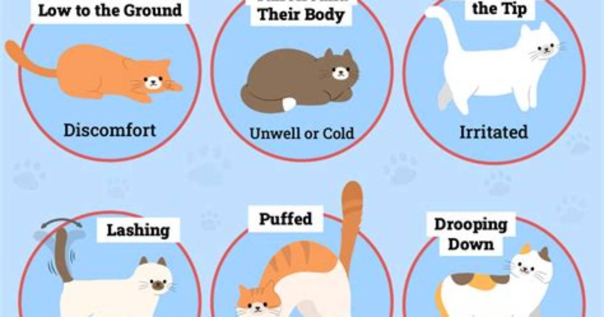 What Does Tail Chasing Mean?