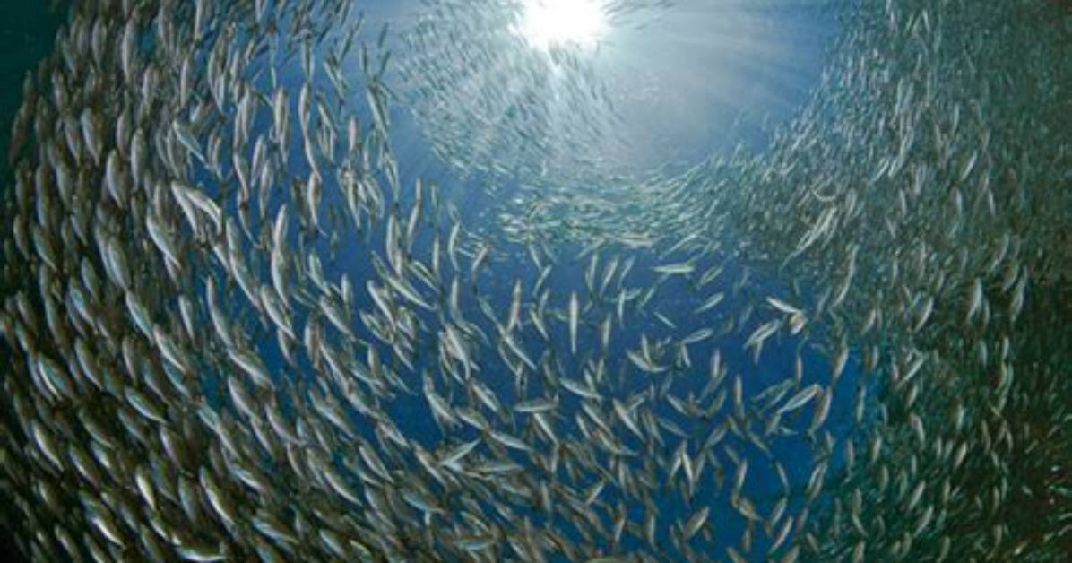 What Does Teeming Shore Mean