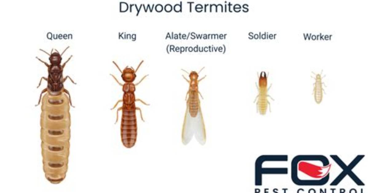 What Does Termite Knocking Sound Like?