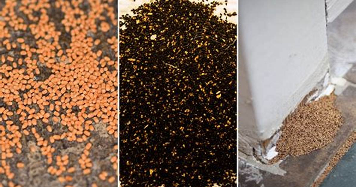 What Does Termite Poop Look Like