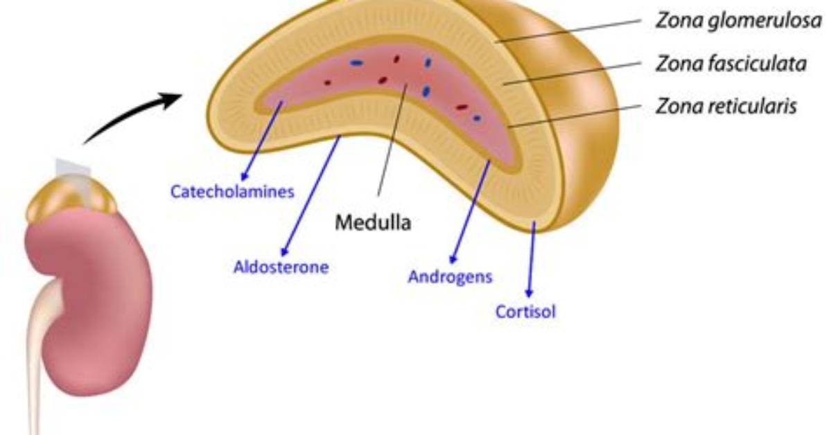 What Does the Adrenal Cortex Secrete