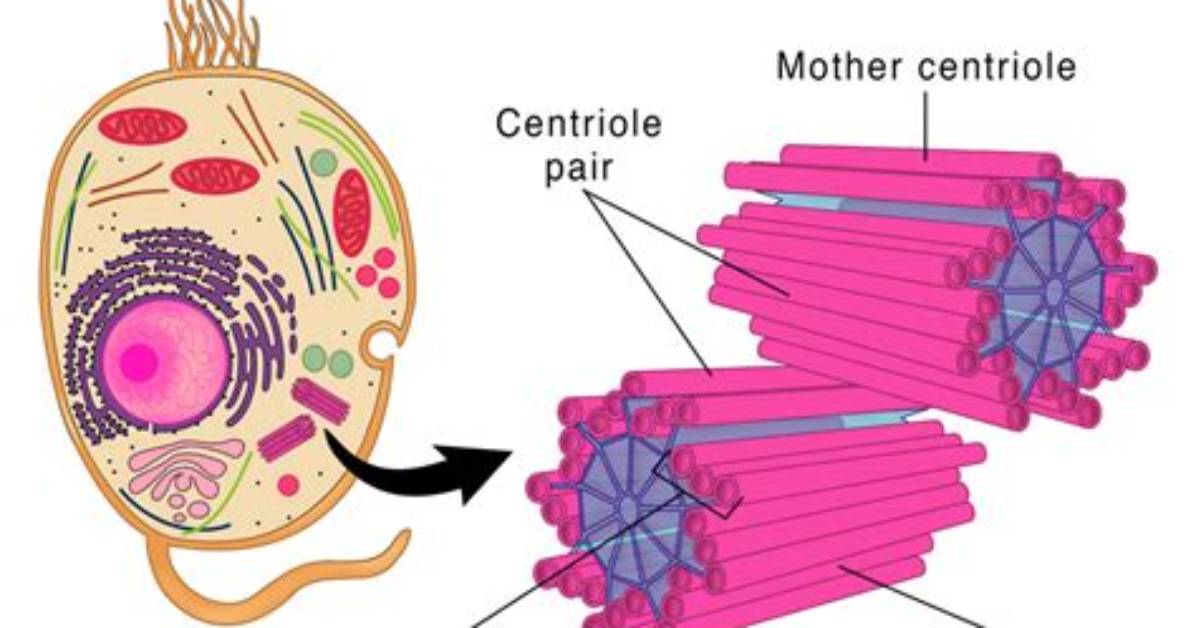 What Does the Centriole Do