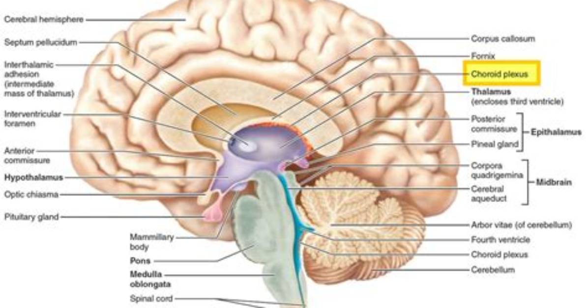 What Does the Choroid Plexus Do?