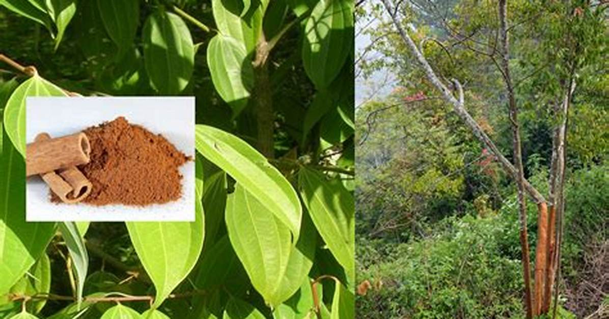 What Does the Cinnamon Plant Look Like