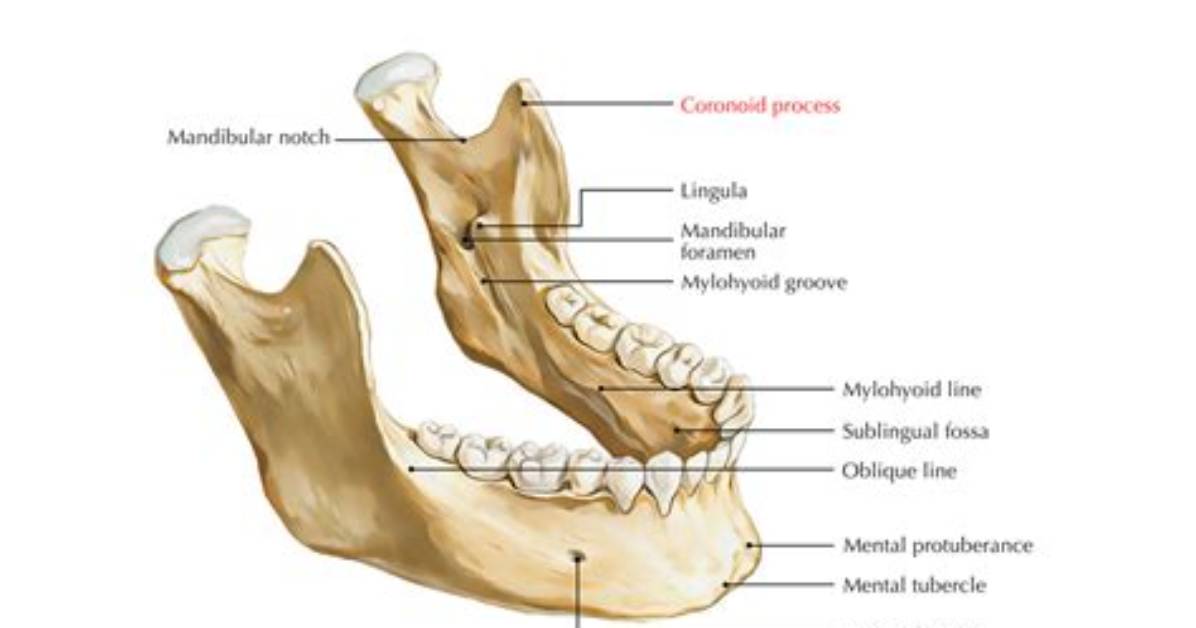 What Does the Coronoid Process Articulate with?