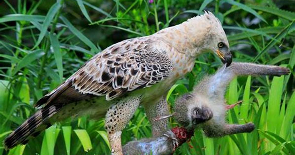 What Does the Crowned Eagle Eat?