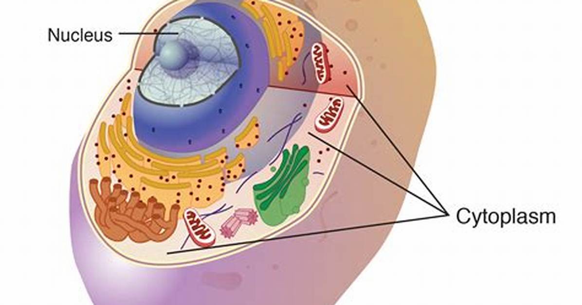 What Does the Cytoplasm Look Like