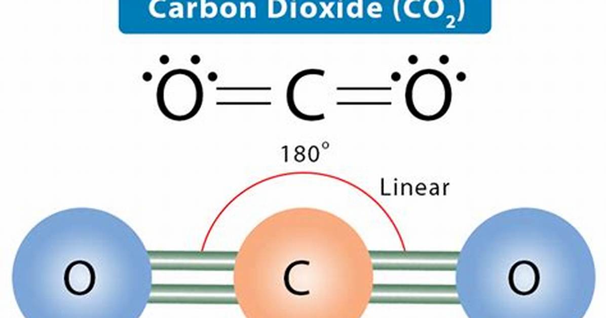What Does the Diagram of the Co2 O2 Cycle Illustrate