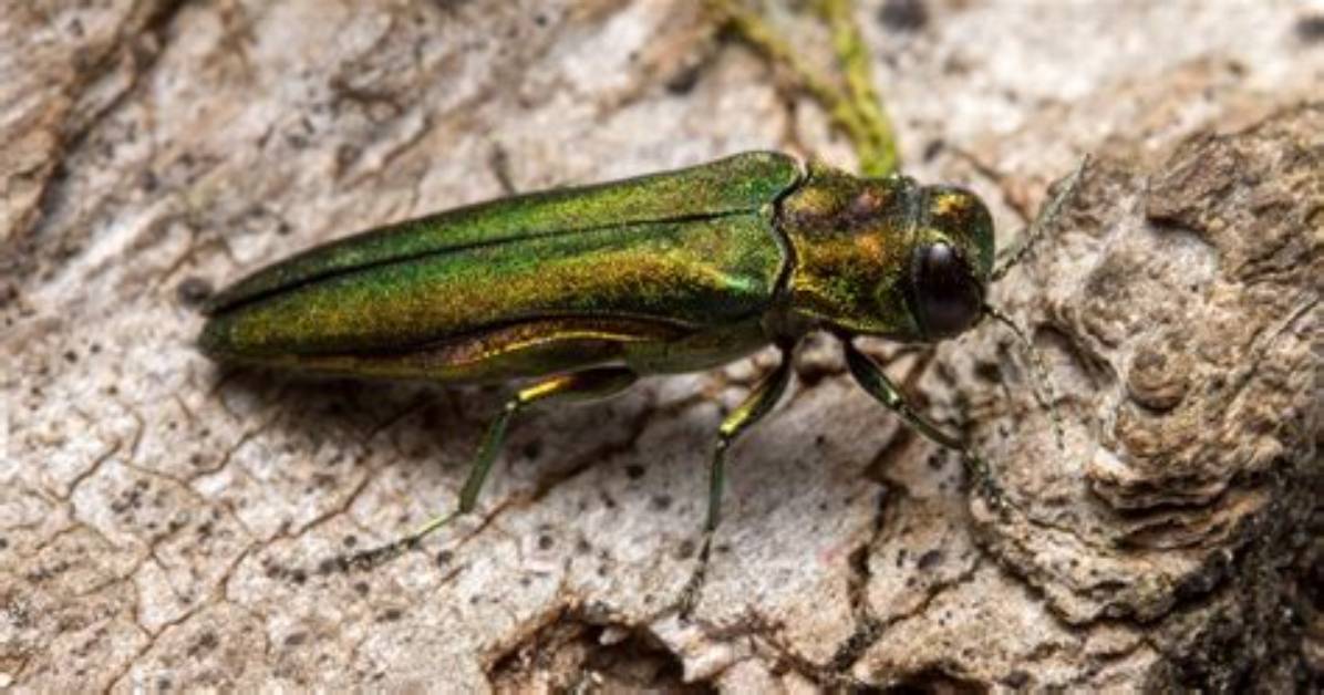 What Does the Emerald Ash Borer Do to the Trees
