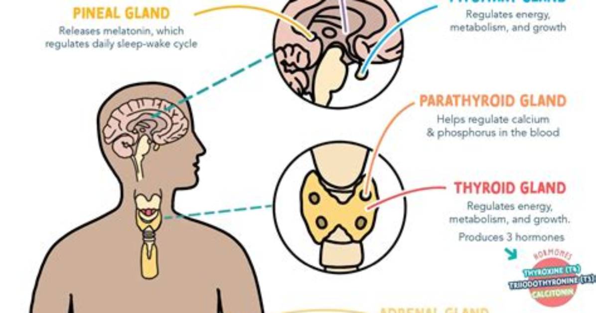 What Does the Endocrine System Do for the Respiratory System