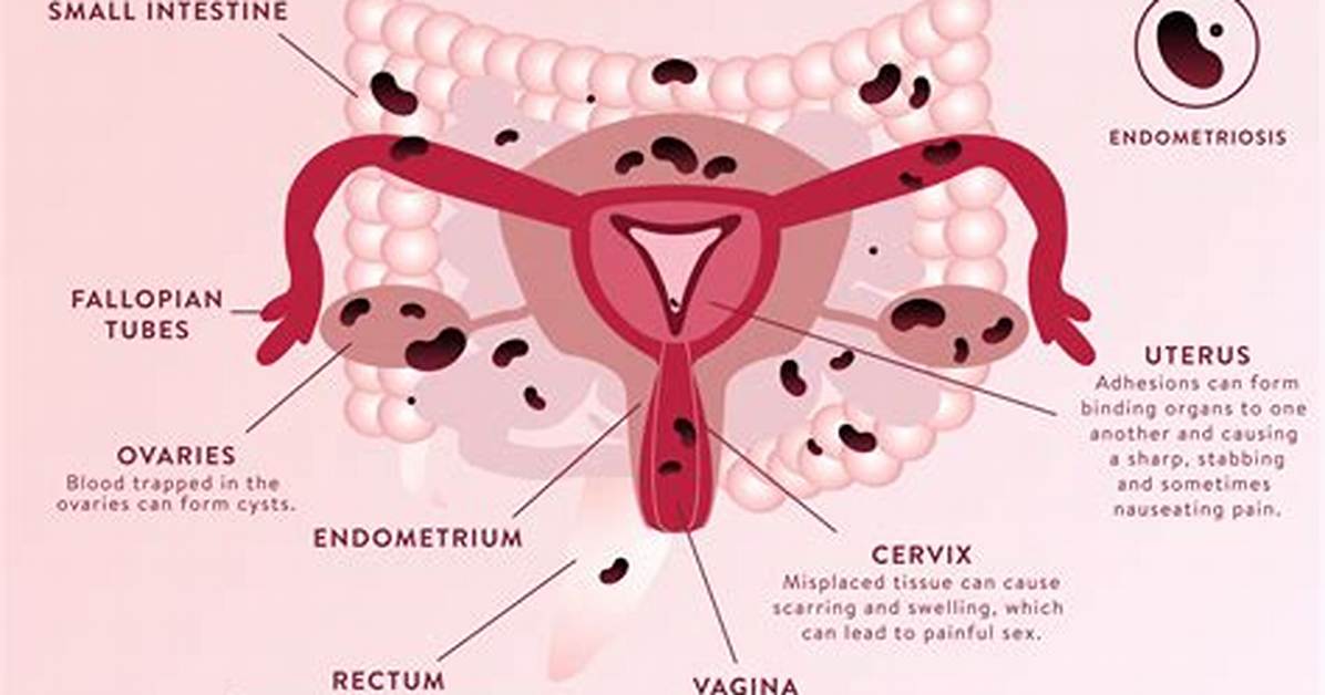 What Does the Endometrium Secrete
