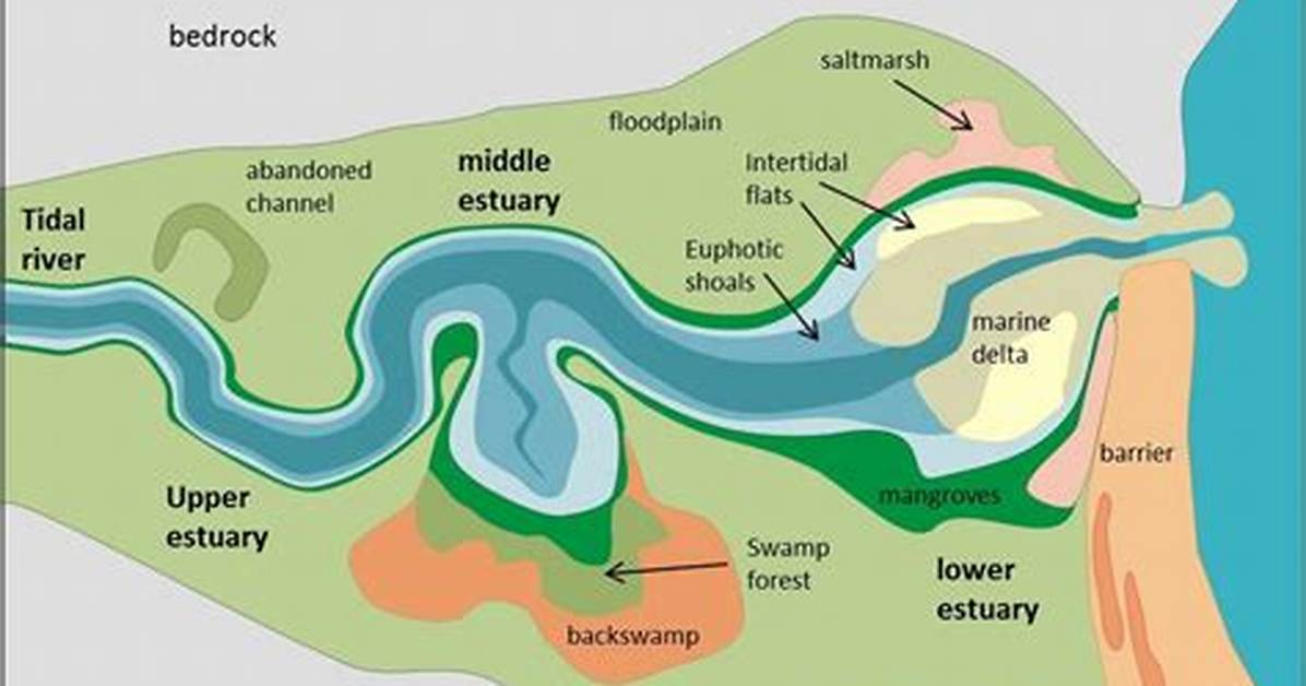 What Does the Estuary Do