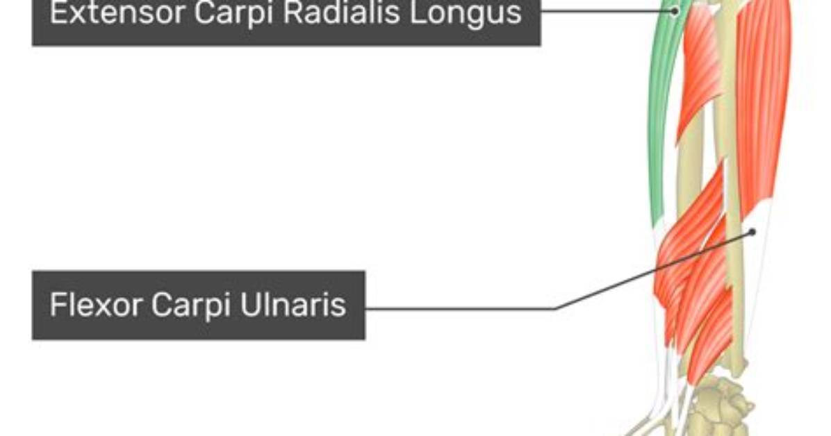 What Does the Extensor Carpi Do