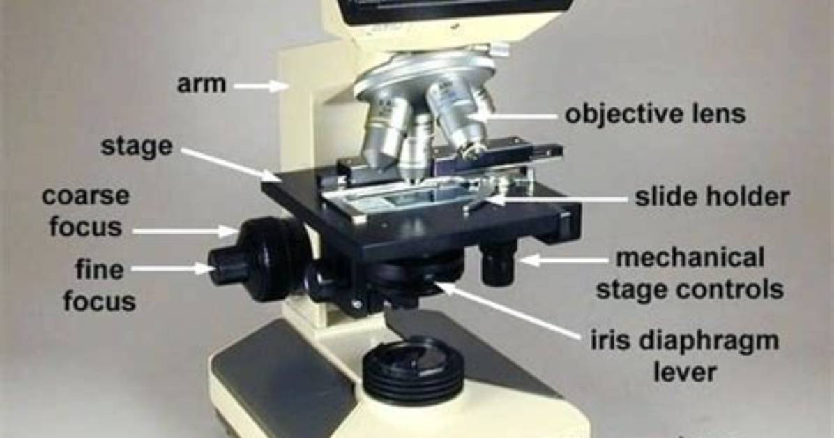 What Does the Field Iris Diaphragm Do