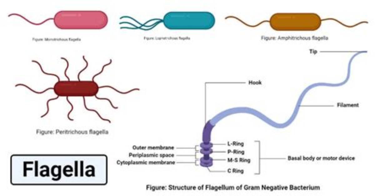 What Does the Flagella Do?