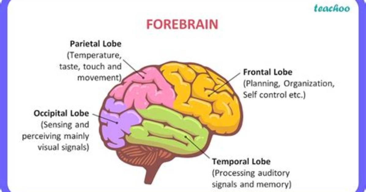 What Does the Forebrain Do?